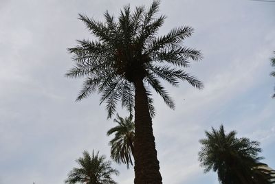 palm tree