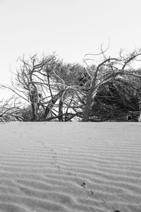 Bare trees on snow covered landscape