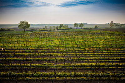 Scenic view of agricultural field against sky