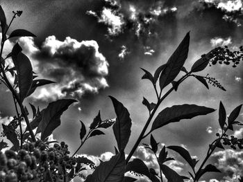 Low angle view of leaves against cloudy sky