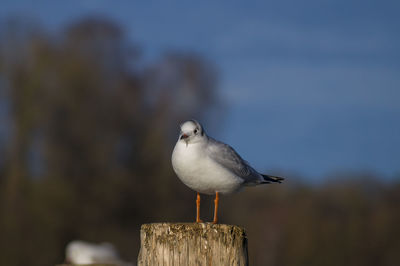 Close-up of seagull perching on wooden post