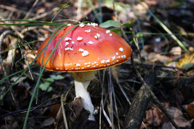 Close-up of fly agaric mushroom growing on field