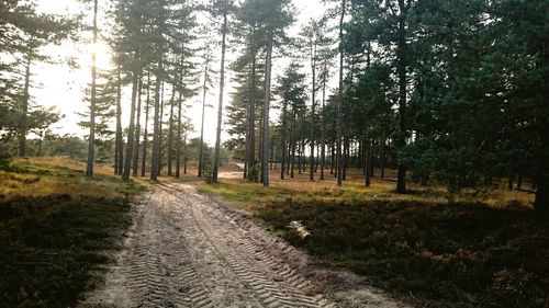 Footpath amidst trees