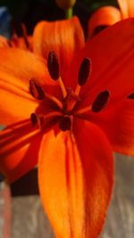 Close-up of orange flower blooming outdoors