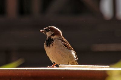 Close-up of bird perching on railing