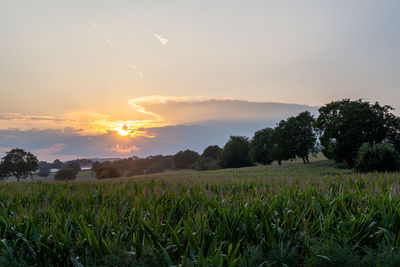 Scenic view of agricultural field against sky during sunset