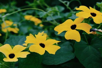 Close-up of yellow flower