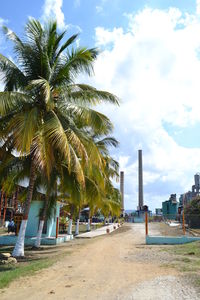 Palm trees on beach against sky