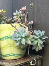 Close-up of flowers in vase