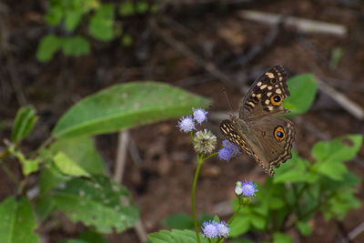 Close-up of butterfly pollinating on flower