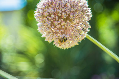 Close-up of bee on flower