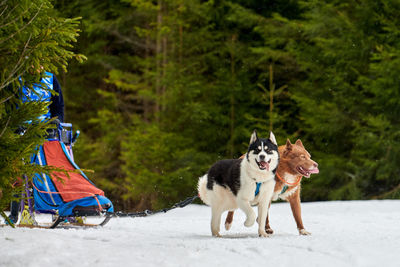 Husky sled dog racing. winter dog sport sled team competition. siberian husky dogs running