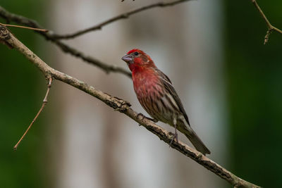 Close-up of bird perching on branch