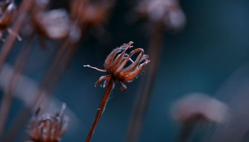 Close-up of flower bud