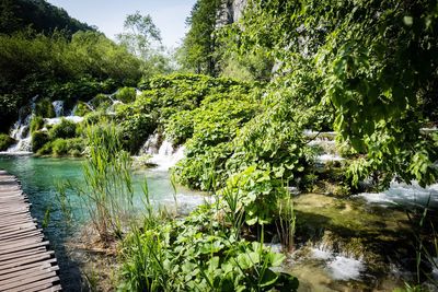 Scenic view of lake in forest