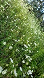 Close-up of fresh green plants