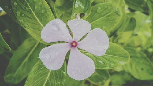 Close-up of flowers