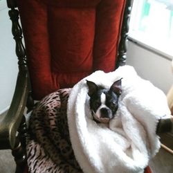 Dog resting on sofa