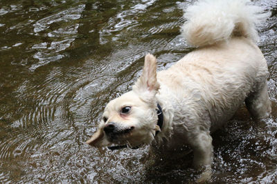 Close-up of wet dog in lake