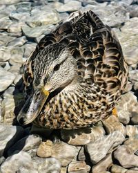 Close-up of mallard duck on rock