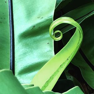 Close-up of spiral metal