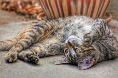 Close-up of sleeping cat