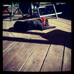 Close-up of a dog resting