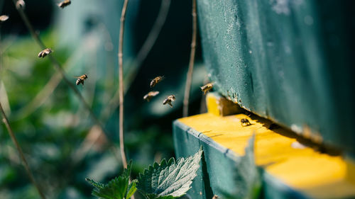 Close-up of bee flying