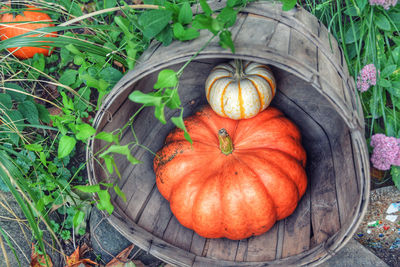 High angle view of pumpkins in a basket