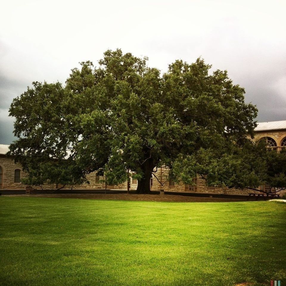 tree, grass, green color, built structure, architecture, sky, building exterior, growth, park - man made space, nature, grassy, tranquility, lawn, field, green, tranquil scene, beauty in nature, day, lush foliage, landscape