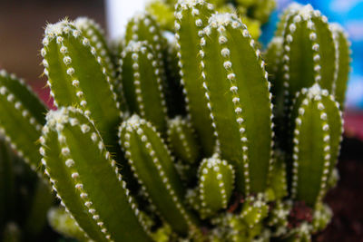 Close-up of succulent plant