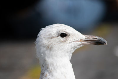 Handsome young seagull in the sun