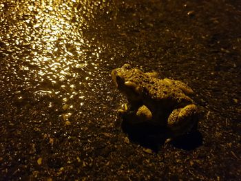 Close-up of turtle in water at night