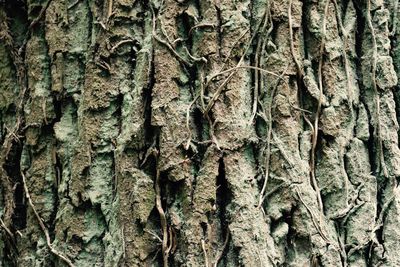 Full frame shot of tree trunk