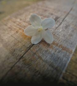 Close-up of white flower on wooden table