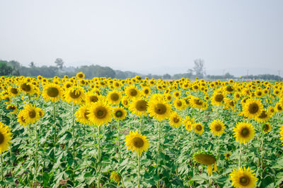 Scenic view of sunflower field against clear sky