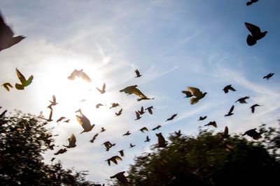 Low angle view of birds flying against sky