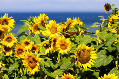 Close-up of yellow flowers blooming on field