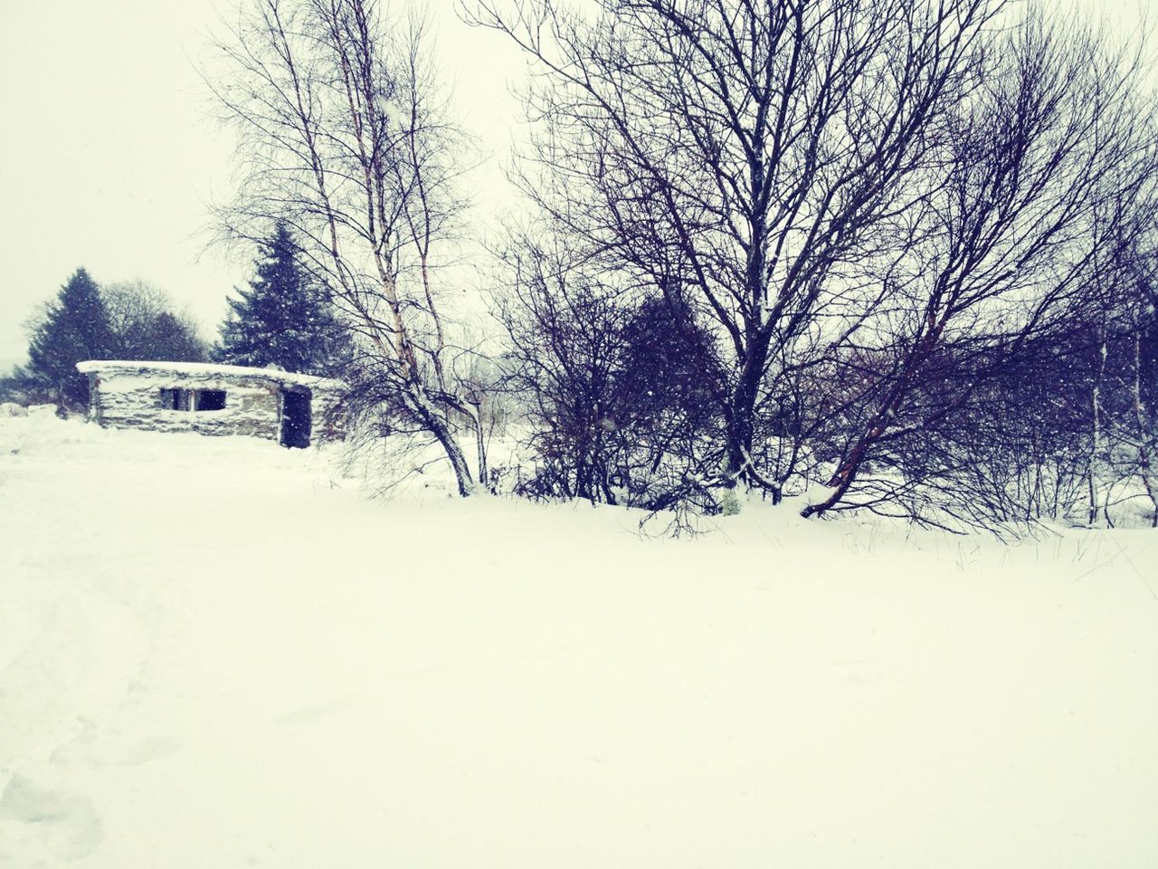 snow, winter, cold temperature, bare tree, tree, weather, season, covering, landscape, field, tranquility, tranquil scene, nature, white color, clear sky, house, built structure, scenics, beauty in nature, branch