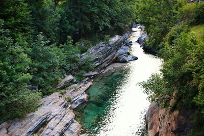 River amidst trees in forest