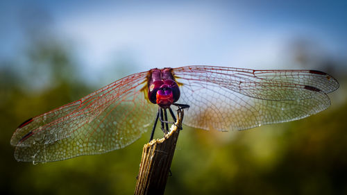 Close-up of a red dragonfly on a twig