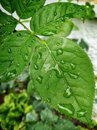 Close-up of wet plant leaves