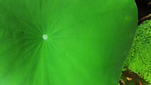 Full frame shot of green leaves
