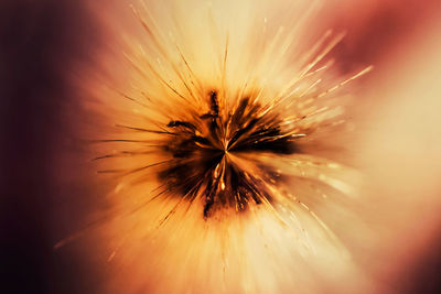 Macro shot of flower