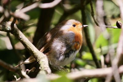 Close-up of bird perching on branch