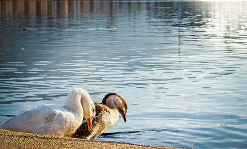 Swans swimming in lake