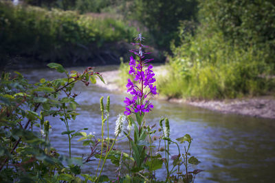 Close-up of purple flowering plant in water