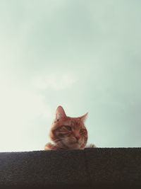 Close-up of ginger cat sitting against sky