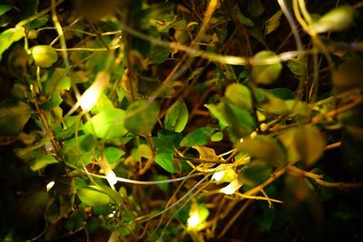 Close-up of plants at night