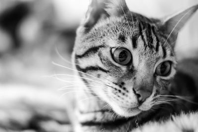 Close-up portrait of cat